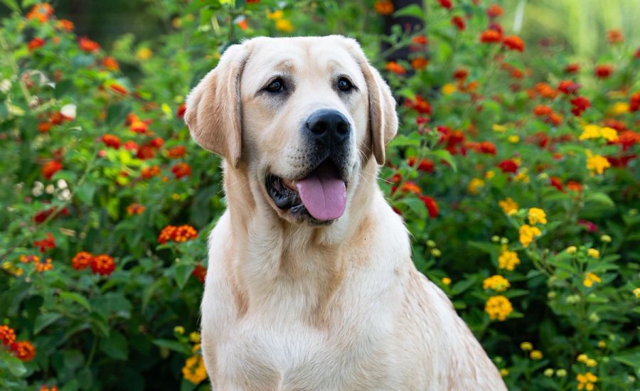 Tessa, Yellow Labrador
