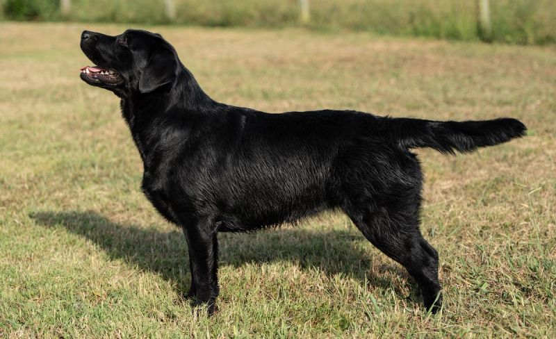Izzy, Black Labrador