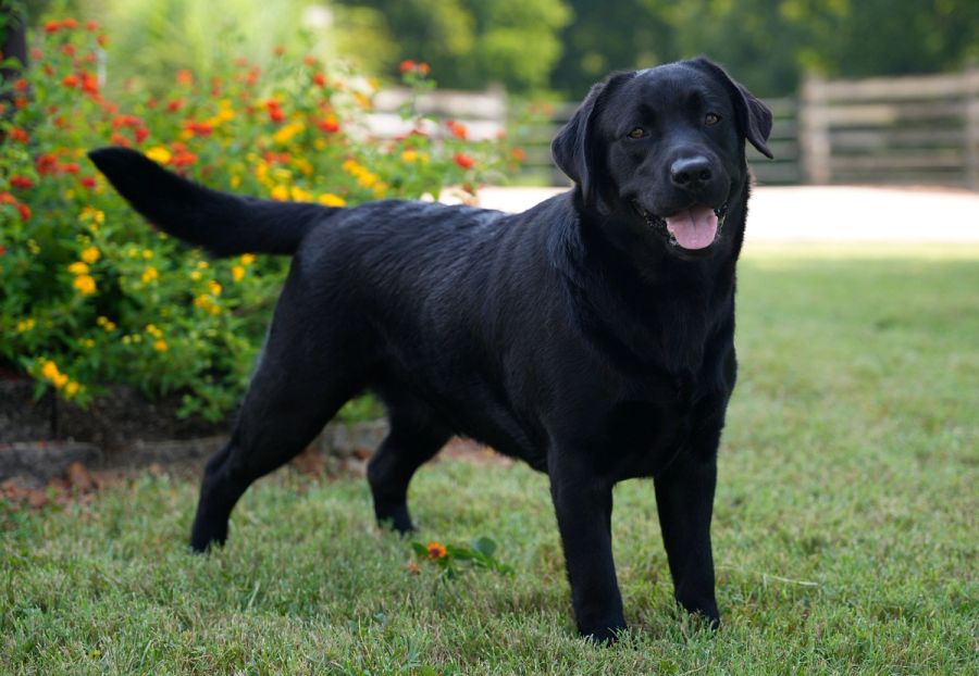 Harlee, Black Labrador