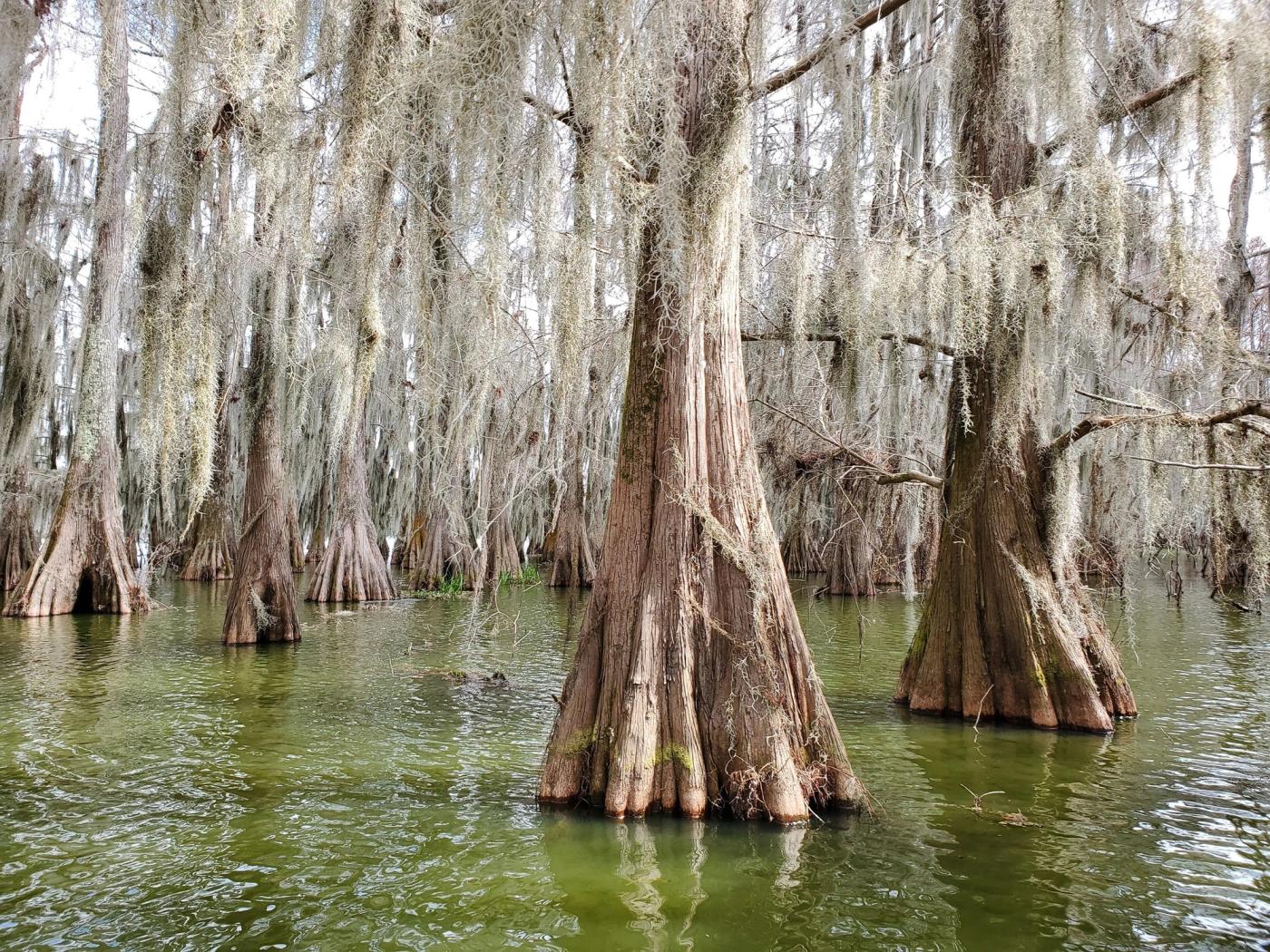 Cypress trees draped in Spanish moss standing in still green swamp water under a pale sky