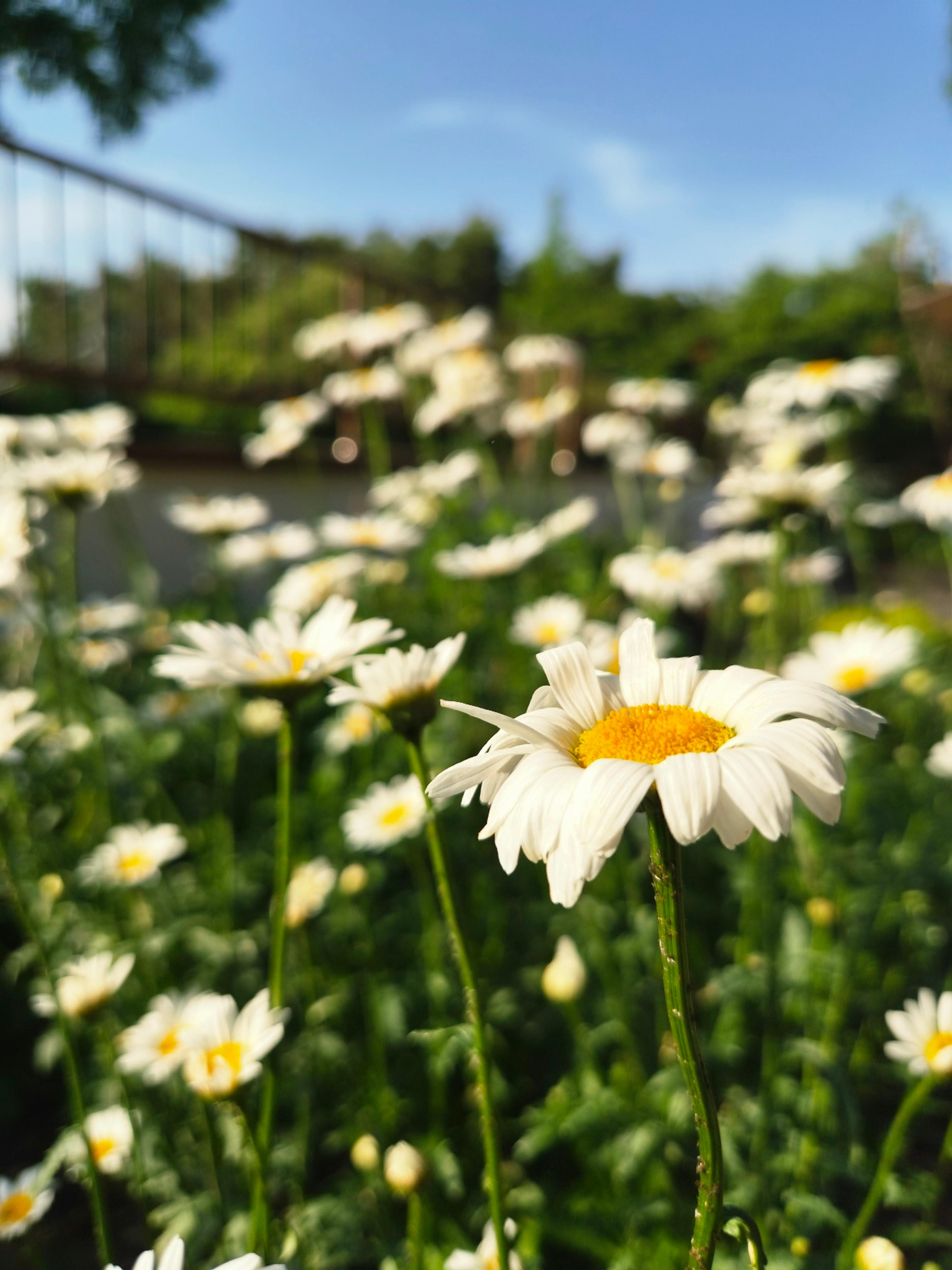 Rooftop garden filled with white daisies