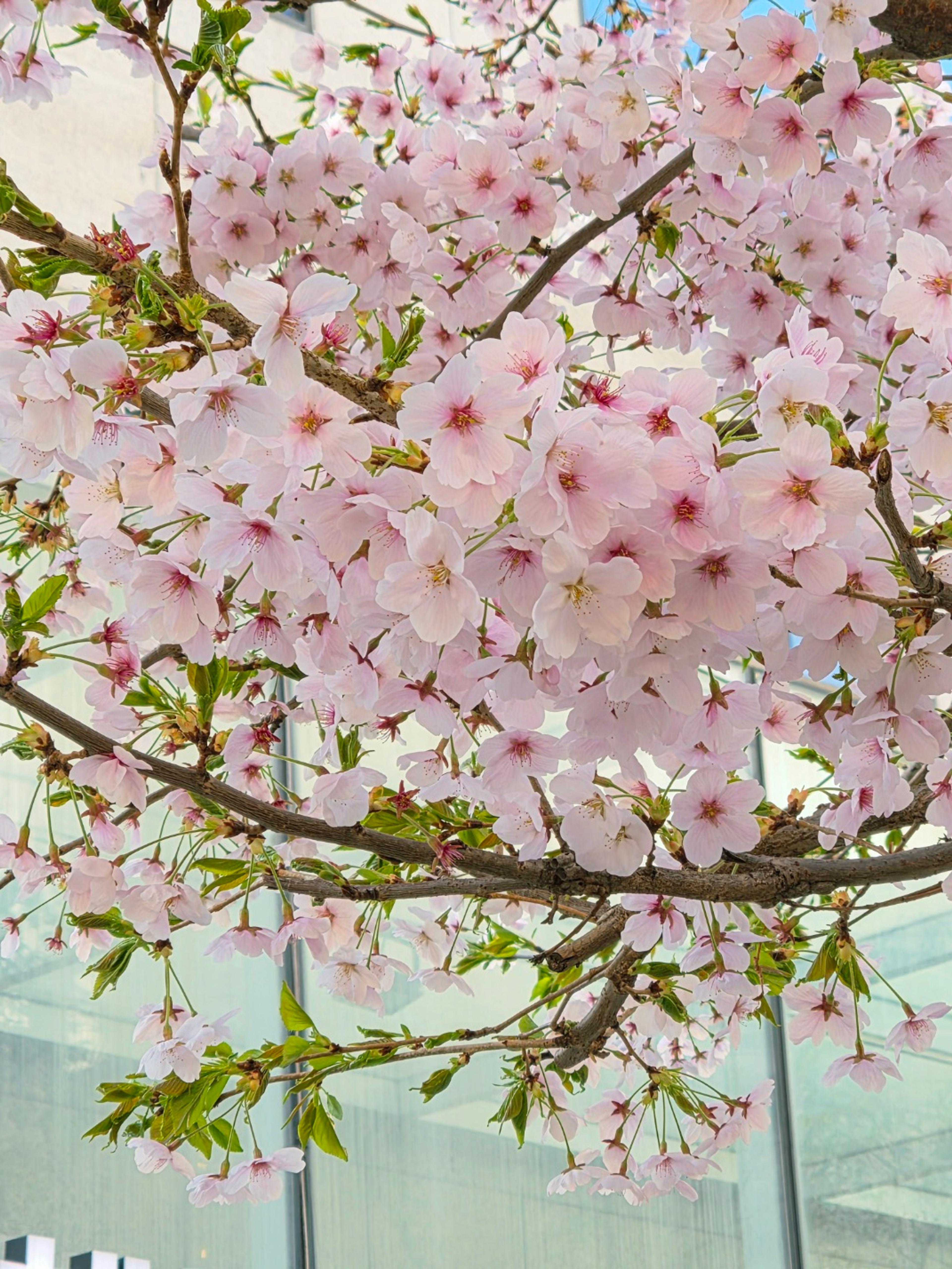 Spring Flowers: Tired of Waiting for Their Turn