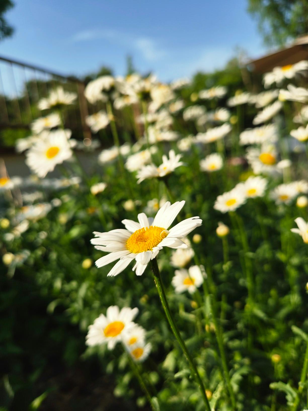 Rooftop garden filled with white daisies