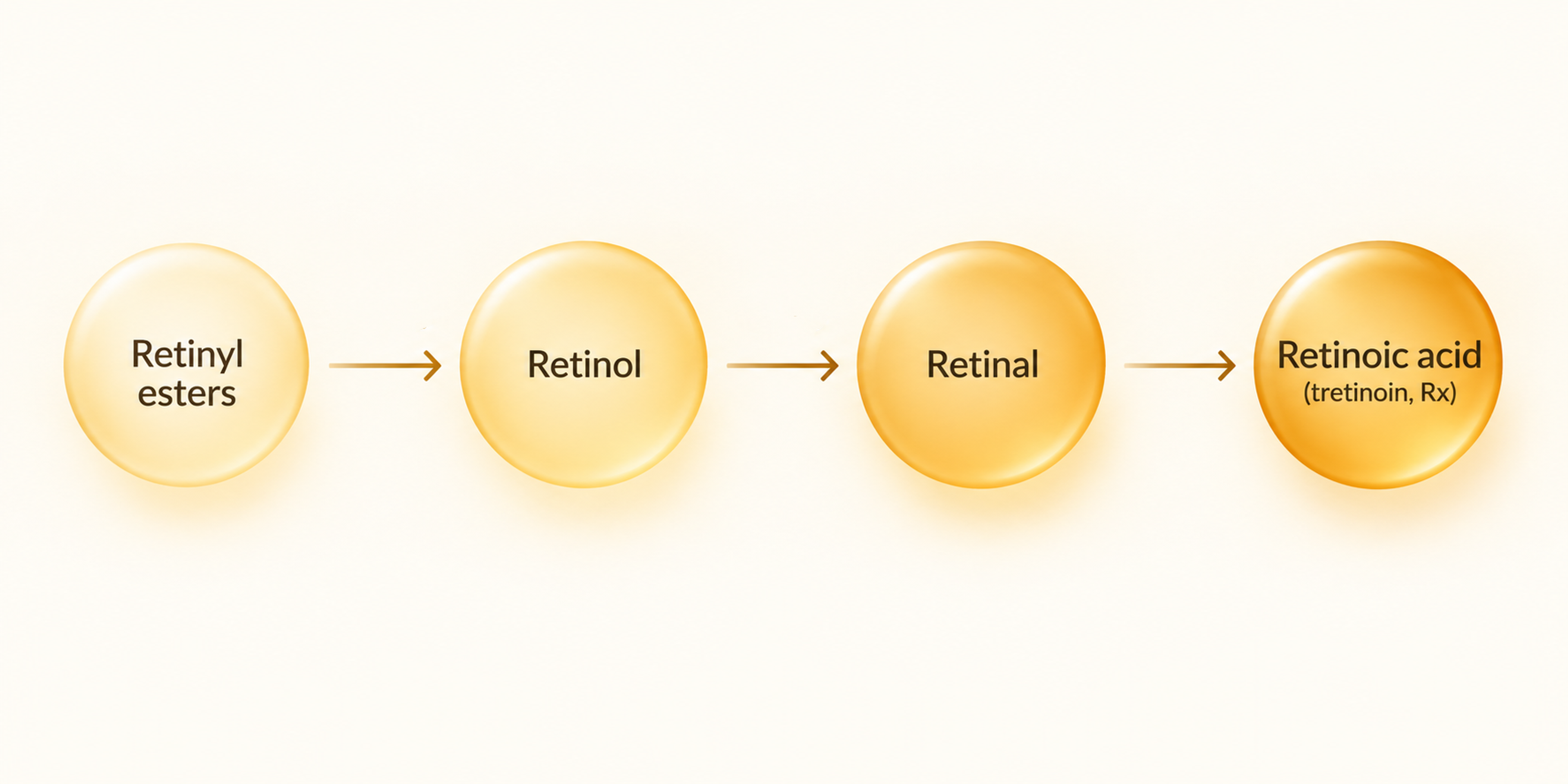 Diagram showing vitamin A conversion from retinyl esters to retinol, then retinal, then retinoic acid, with retinal one step from the active form