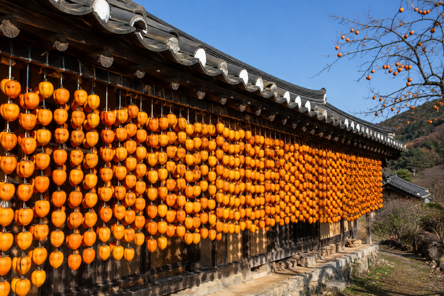 Peeled persimmons hanging to dry under the eaves of a Korean house in autumn