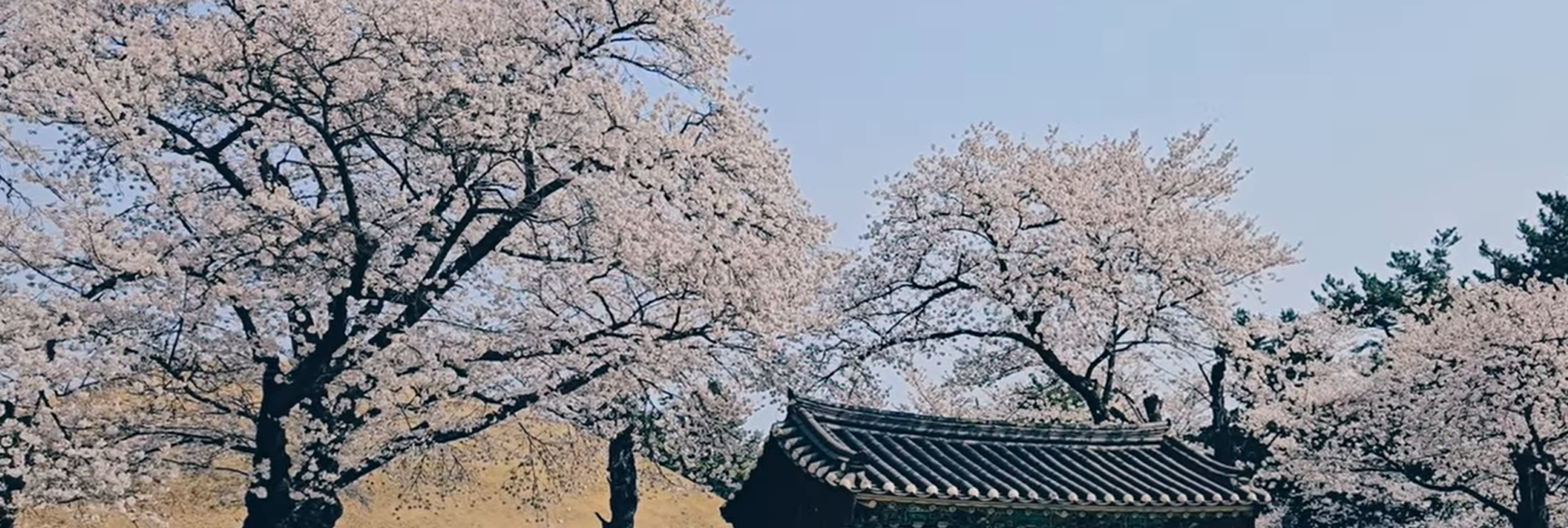 🌸 2026 South Korea Cherry Blossom Guide: 4 Hidden Gems You Must Visit 🌸