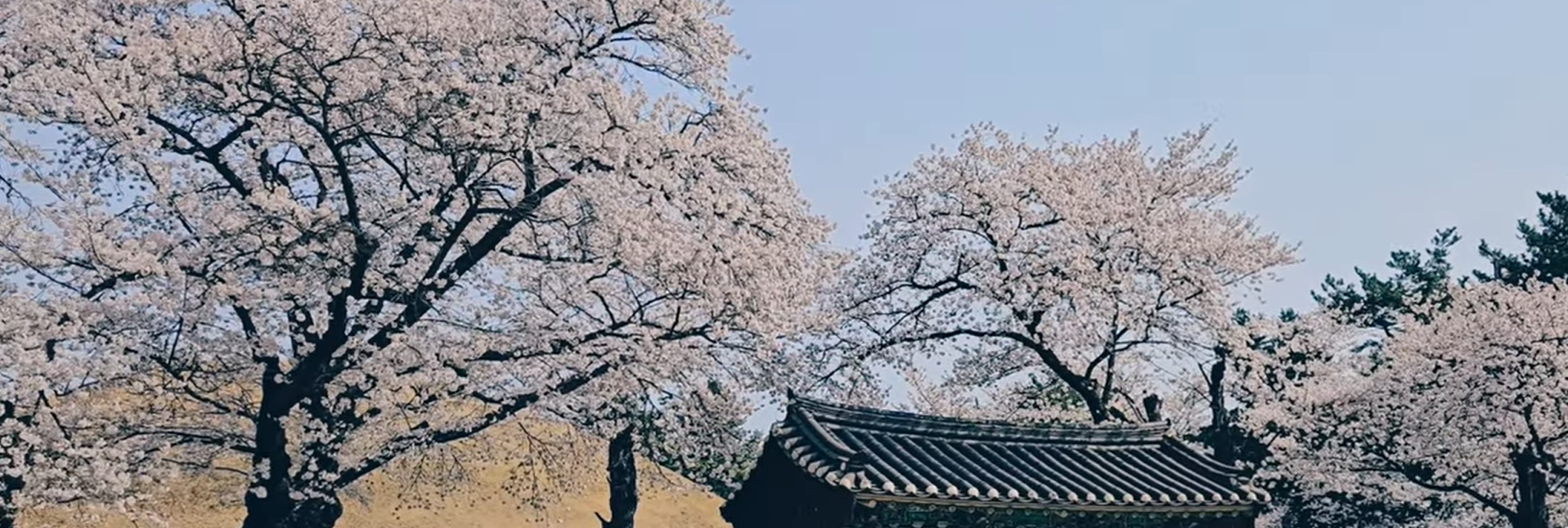 🌸 2026 South Korea Cherry Blossom Guide: 4 Hidden Gems You Must Visit 🌸