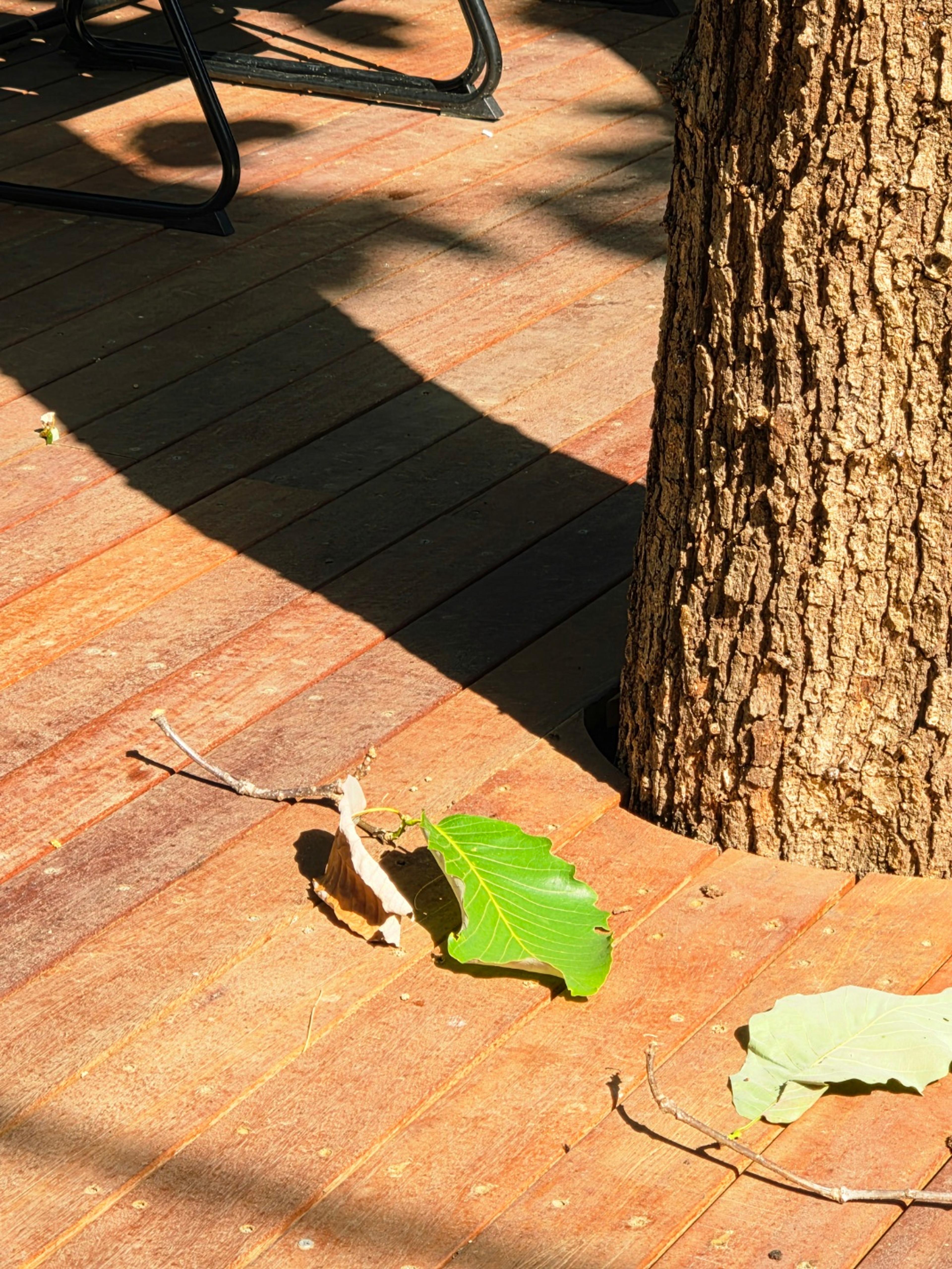 fallen oak leaves on the floor