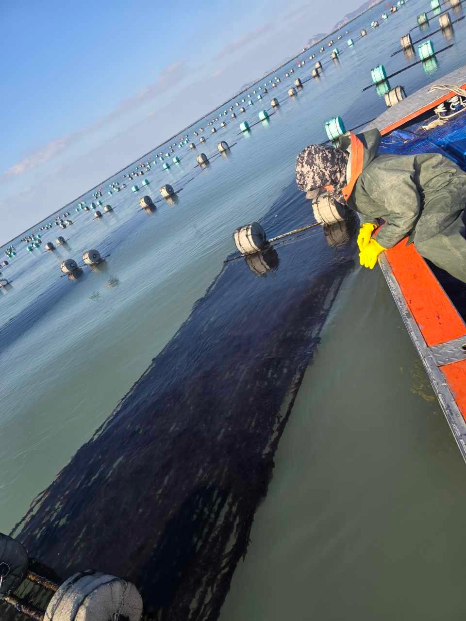 harvesting the sheets of Gim