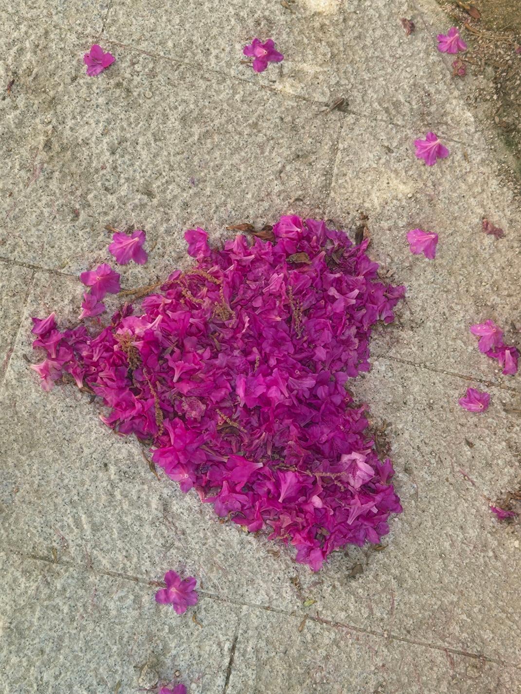 azalea