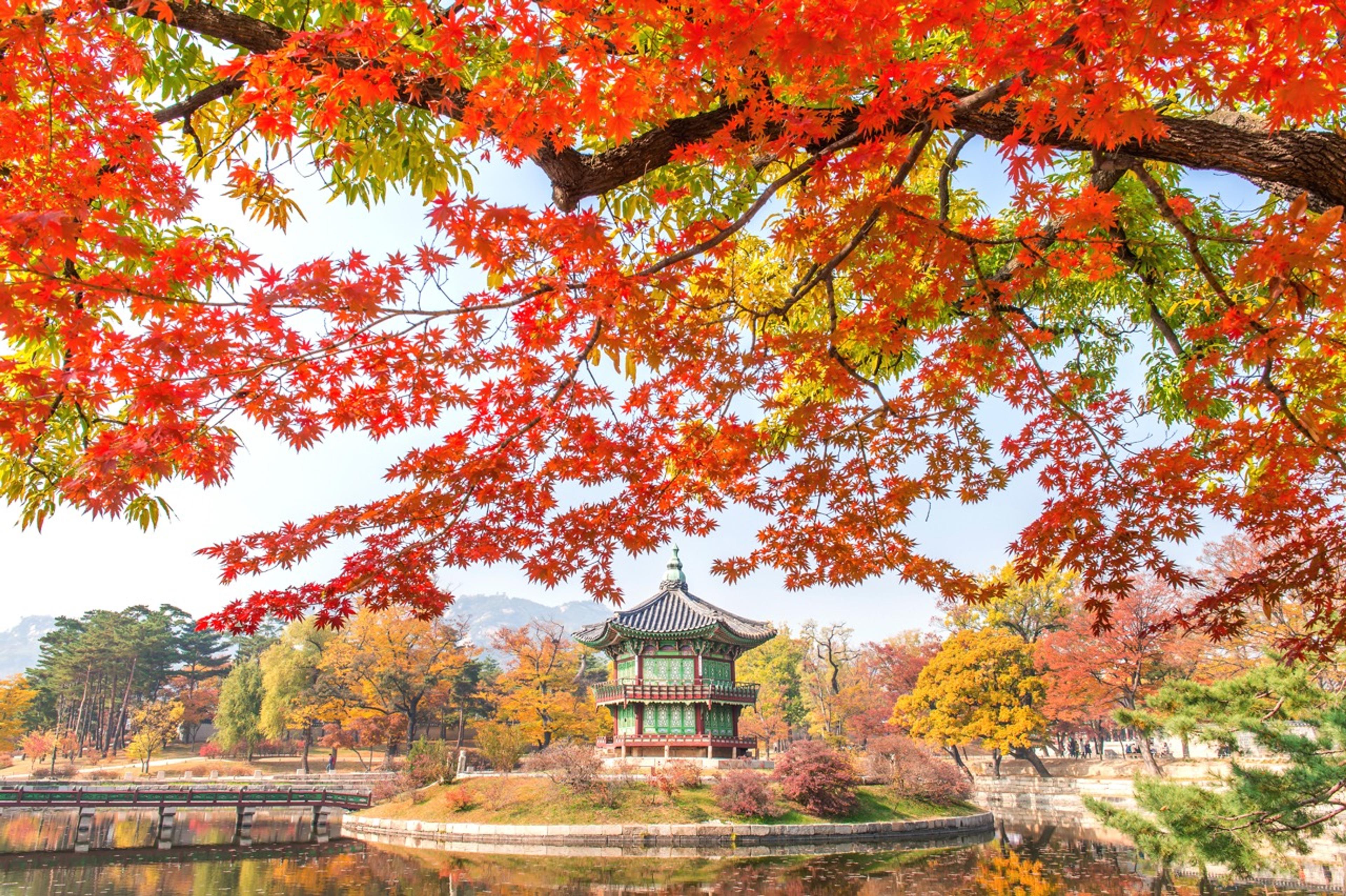 Autumn in Korea – The Golden Season