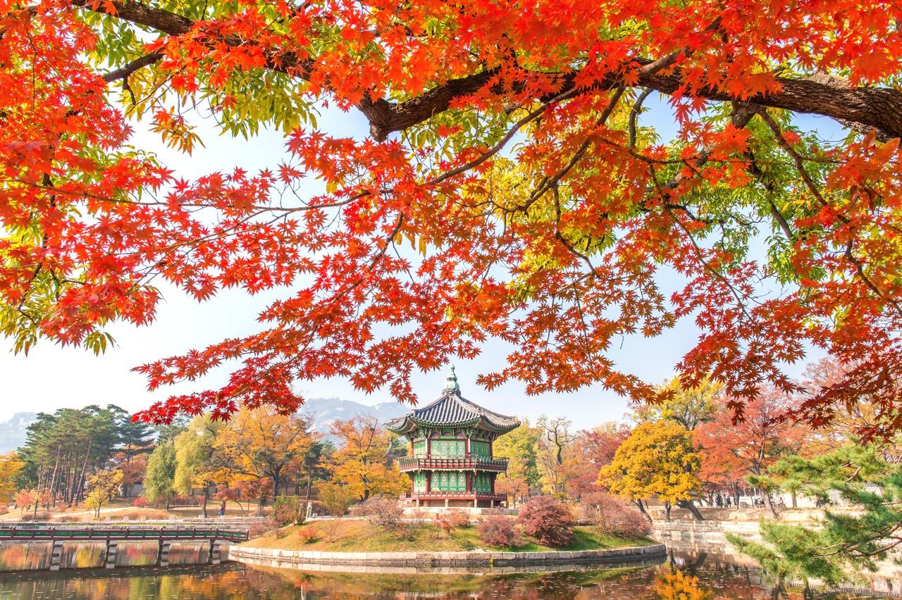Autumn in Korea – The Golden Season