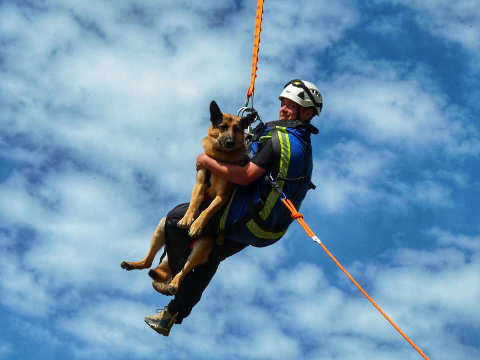 A group of handlers with dogs in vest.