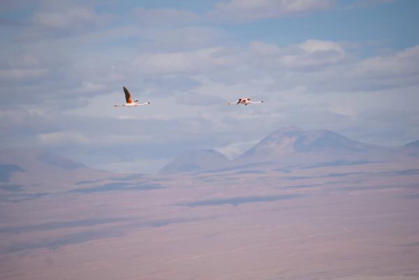 Atacama Desert