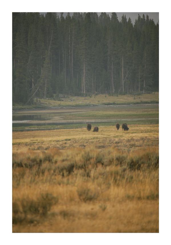 Yellowstone