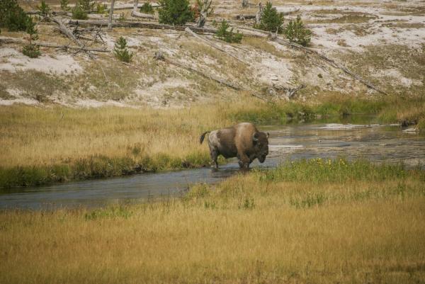 Yellowstone