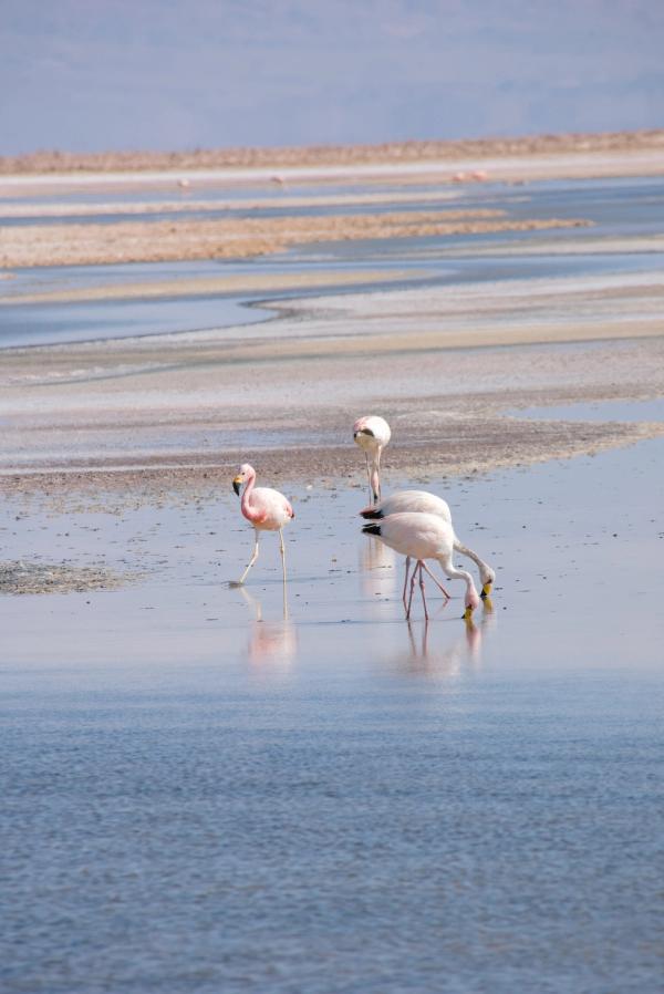 Atacama Desert