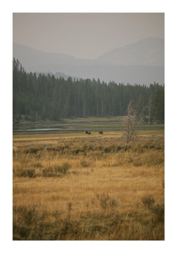 Yellowstone