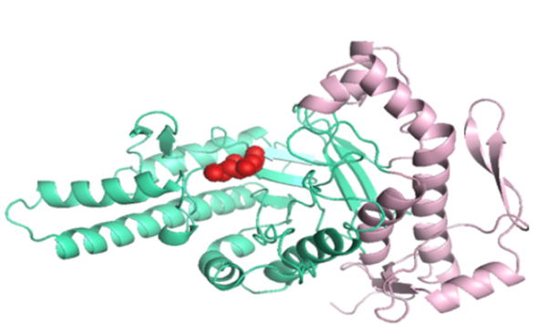 Hana Securities: Alteogen's ALT-B4 is no imitation