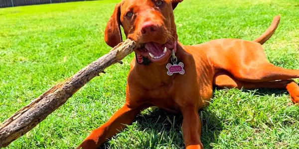 Looking for a Rover Alternative in Princeton