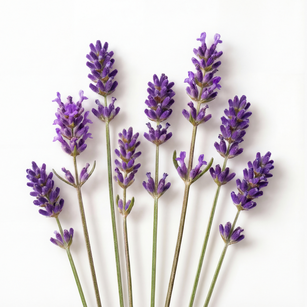 Lavender in Eye Mask for Aroma