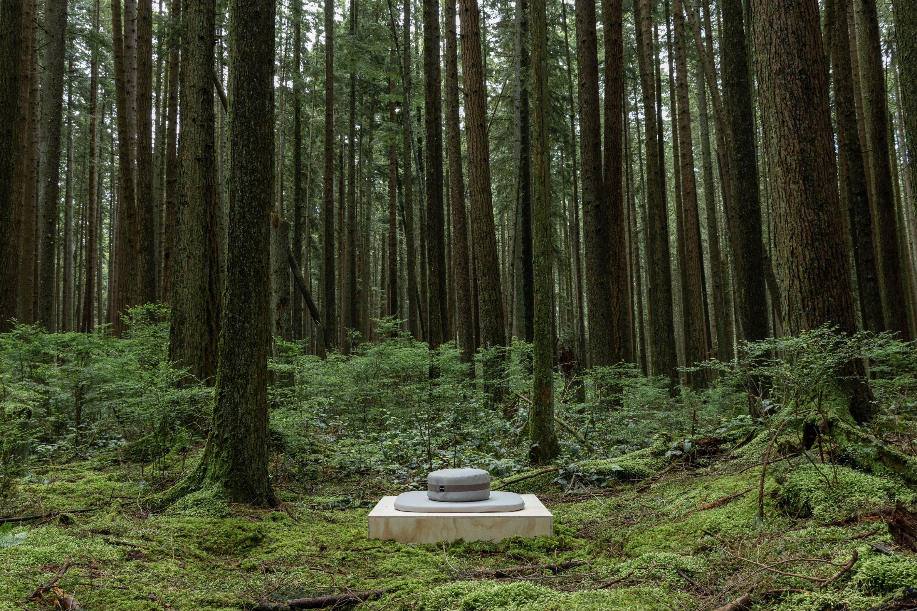 Forest wide shot with cushion