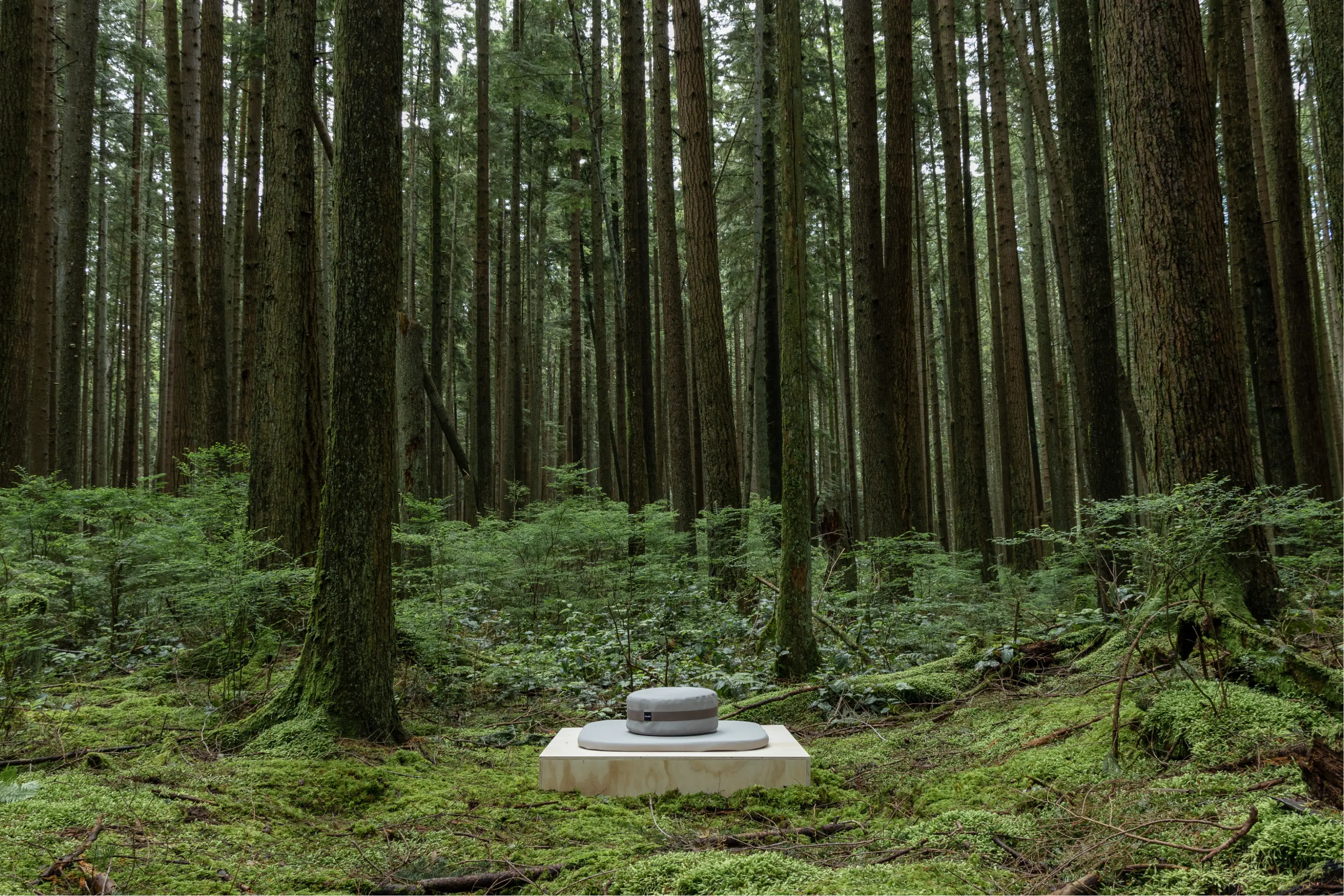 Forest wide shot with cushion