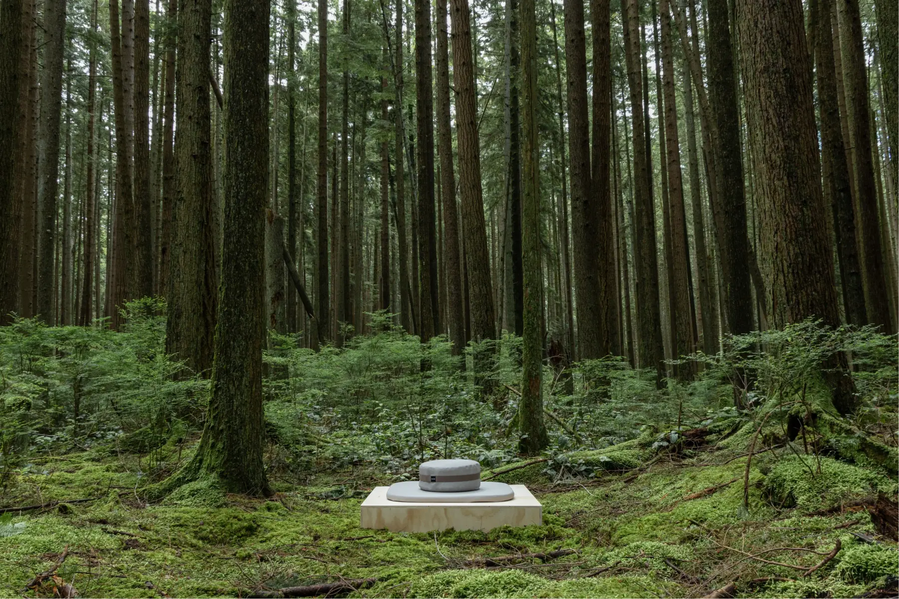 Forest wide shot with cushion