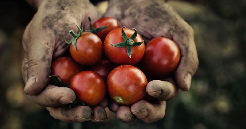 Kost mot prostataförstoring - man som håller tomater i händerna