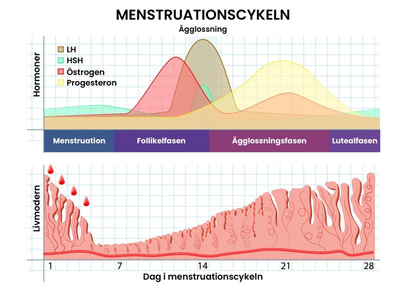 Graf som visar olika hormonnivåer under menstruationscykeln