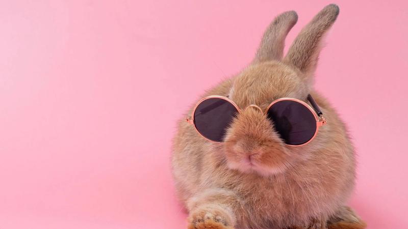 Kanin med briller