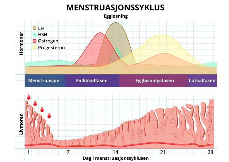 Graf som viser ulike hormoners nivåer gjennom menstruasjonssyklusen