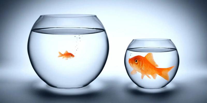 Två guldfiskar av samma storlek som ser olika ut eftersom deras akvarier är olika stora.