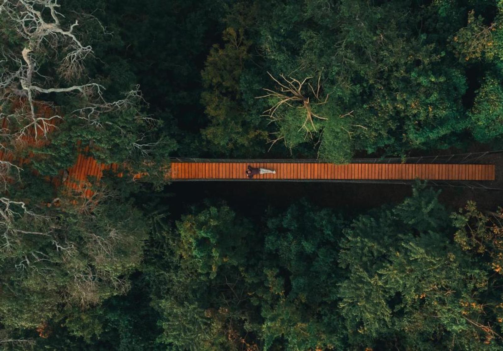 Aerial view of a long wooden walkway crossing the jungle canopy