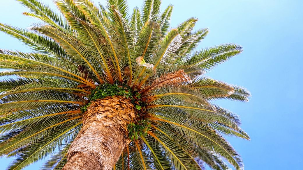 The image captures a close-up view of a palm tree from below, showcasing its textured trunk and lush green fronds against a bright blue sky. The perspective emphasizes the height and natural beauty of the tree. — Credit: Photo by Mathilde Ro on Unsplash