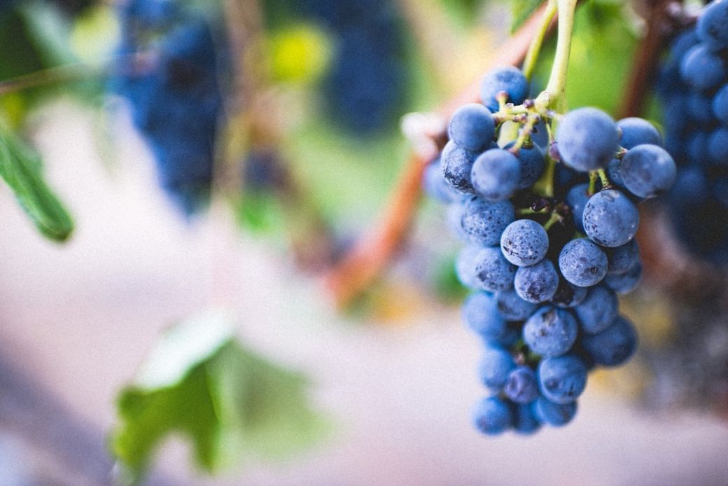The image features a close-up of ripe, blue grape clusters suspended from a vine. The soft focus background highlights the lush greenery typical of a vineyard setting. — Credit: Photo by Amos Bar-Zeev on Unsplash