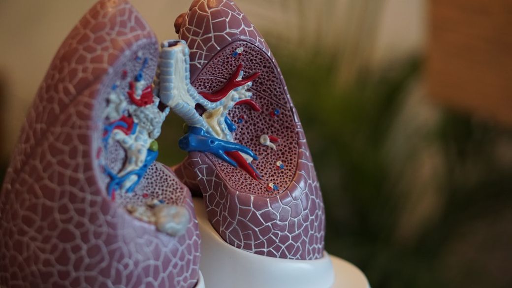 The image depicts a detailed model of human lungs, showcasing the internal structures, including the bronchi and blood vessels. The model is designed for educational purposes, highlighting the respiratory system's anatomy. — Credit: Photo by Robina Weermeijer on Unsplash