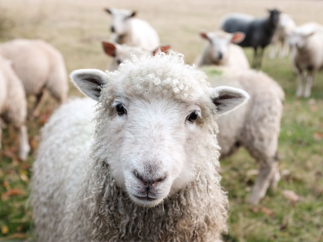 A close-up image of a sheep with a curly white fleece, standing in focus while several other sheep are blurred in the background. The setting appears to be a grassy area, suggesting an agricultural or pastoral environment. — Credit: Photo by Sam Carter on Unsplash
