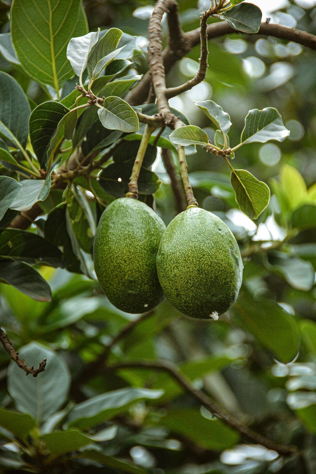 The image showcases two ripe avocados hanging from a branch amidst lush green leaves. The close-up view highlights the texture of the avocados and the surrounding foliage. — Credit: Photo by Jonathan Kabugo on Unsplash