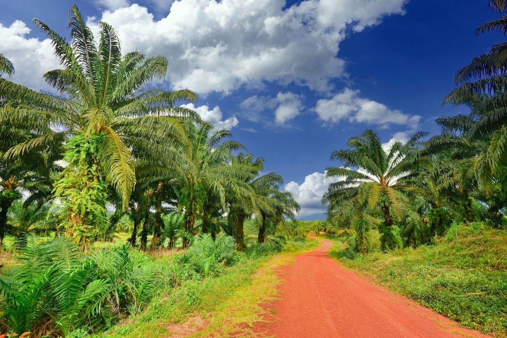 A scenic dirt road winds through a lush palm oil plantation under a bright blue sky adorned with fluffy white clouds. The vibrant green palm trees line both sides of the road, creating a serene and tranquil environment. — Credit: Photo by allPhoto Bangkok on Unsplash