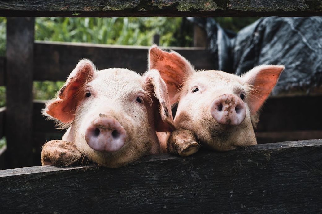 Two pigs are seen leaning over a wooden fence, their snouts close together. The background consists of a blurred, green landscape, suggesting a rural setting. — Credit: Photo by Kenneth Schipper on Unsplash