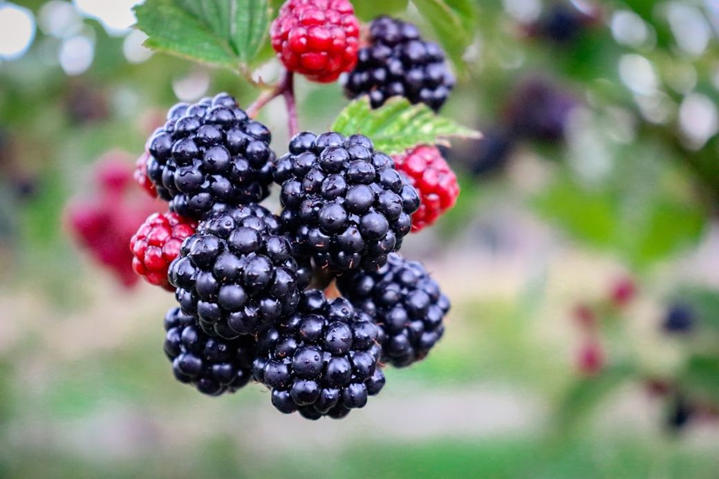 The image showcases a close-up view of ripe blackberries and raspberries hanging from a bush. The vibrant colors of the berries stand out against the blurred green background, emphasizing their freshness. — Credit: Photo by Amanda Hortiz on Unsplash