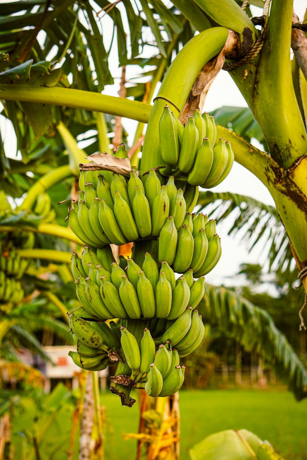 The image depicts a cluster of green bananas hanging from a banana tree amidst lush green foliage. The setting appears to be a tropical environment, showcasing the natural growth of the banana plant. — Credit: Photo by Ahnaf Piash on Unsplash