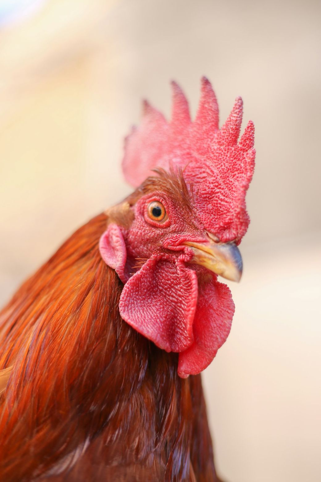 The image features a close-up of a rooster with vibrant plumage and distinctive red comb. The focus is on the bird's head, highlighting its features against a blurred background. — Credit: Photo by Sahand Babali on Unsplash