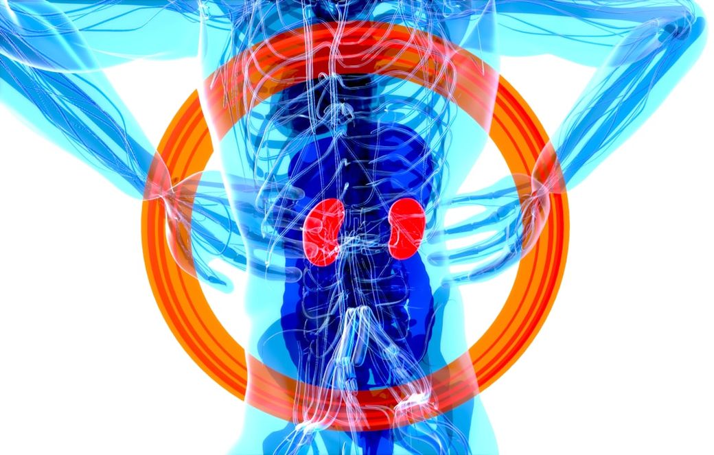 The image depicts an artistic representation of the human torso, highlighting the anatomical structure with a focus on the kidneys. The use of bright colors and layers creates a visually striking and educational portrayal of human biology. — Credit: Photo by julien Tromeur on Unsplash