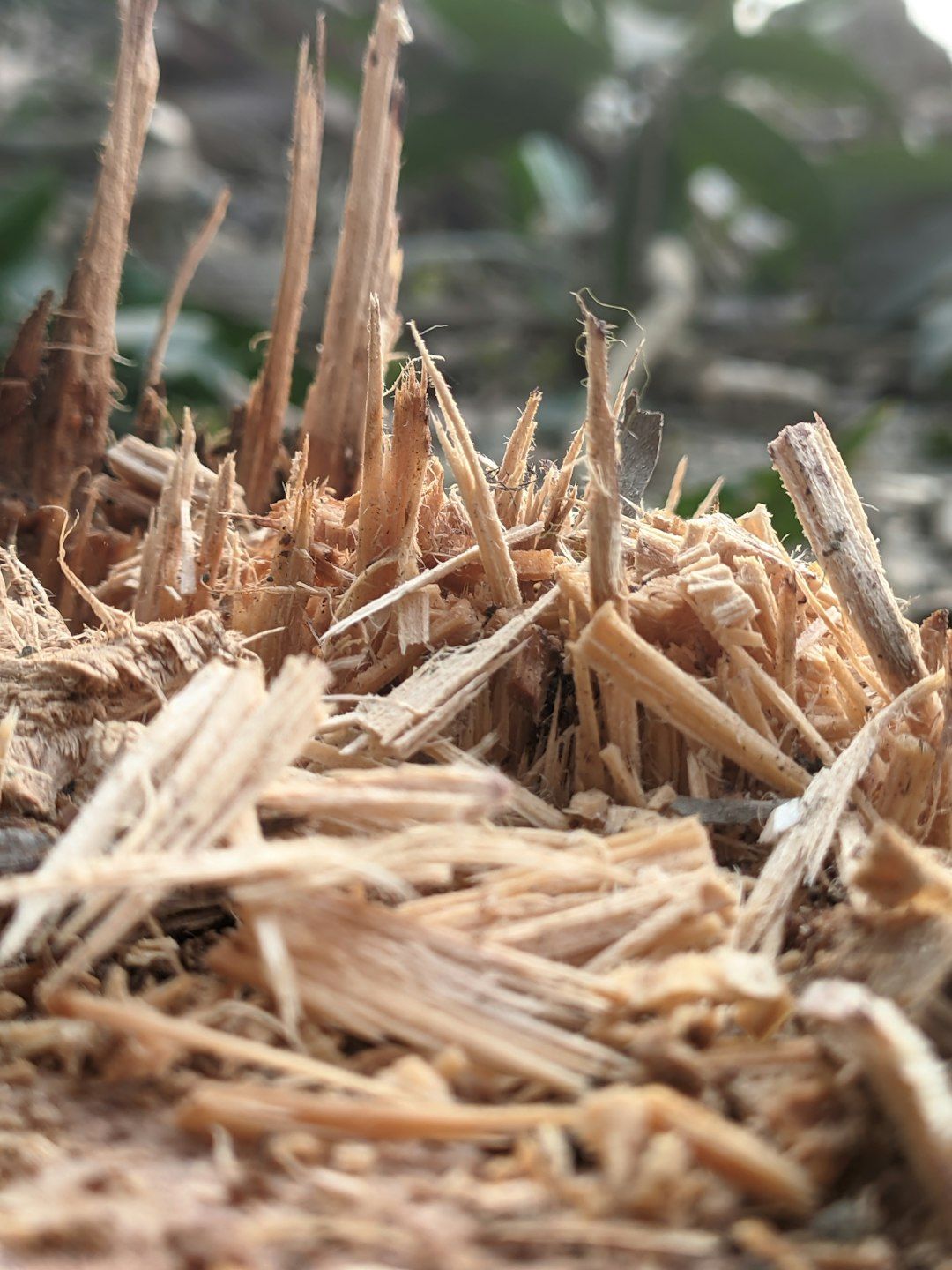 a close up of a pile of wood shavings