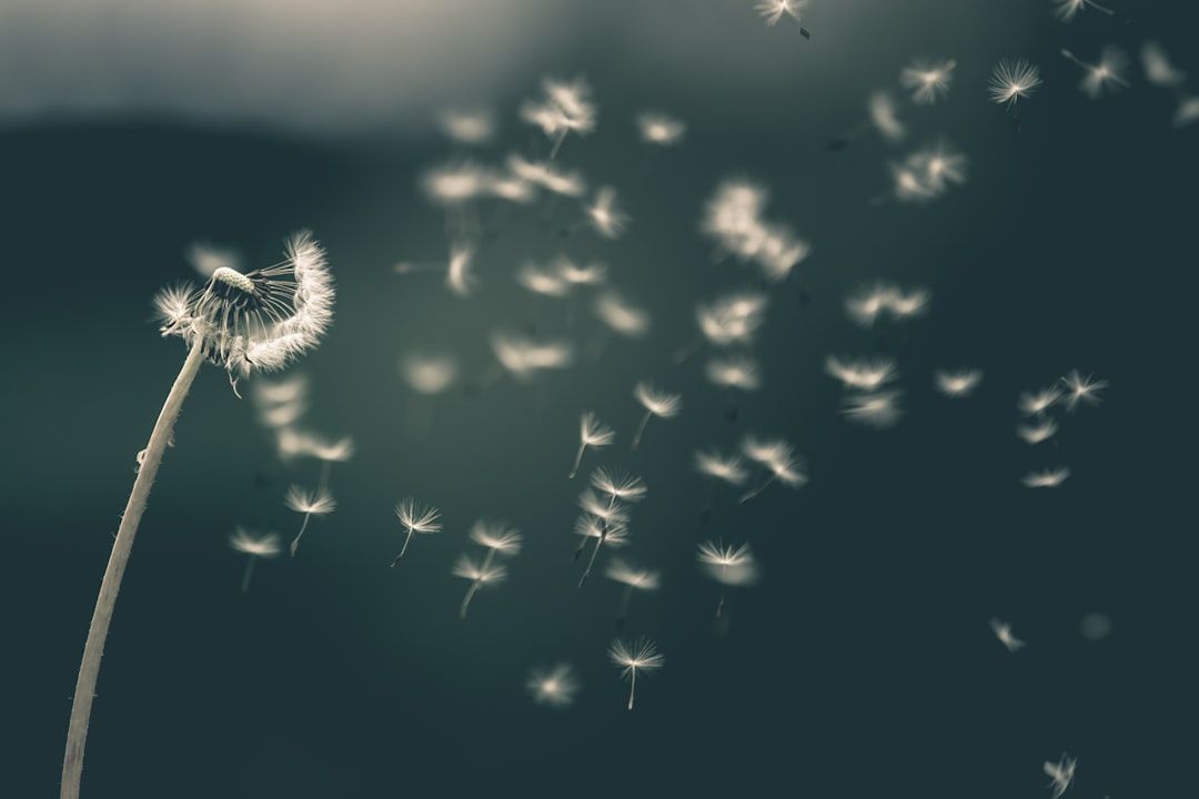 A close-up view of a dandelion puff being blown, with seeds dispersing into the air. The soft focus background adds a dreamy quality to the image, emphasizing the delicate nature of the dandelion seeds.