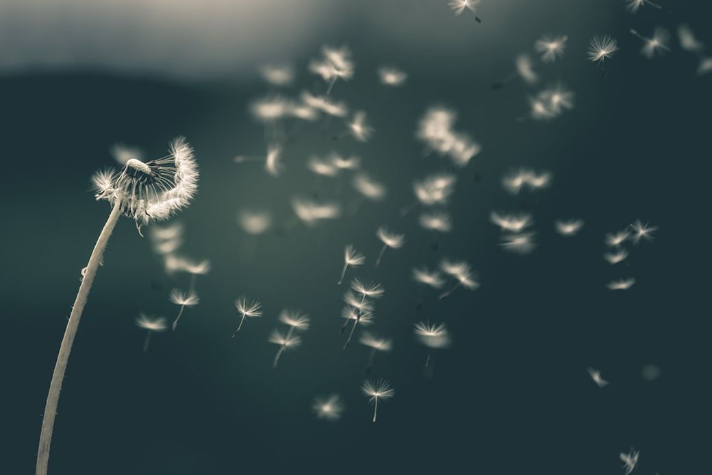 A close-up view of a dandelion puff being blown, with seeds dispersing into the air. The soft focus background adds a dreamy quality to the image, emphasizing the delicate nature of the dandelion seeds. — Credit: Photo by Saad Chaudhry on Unsplash