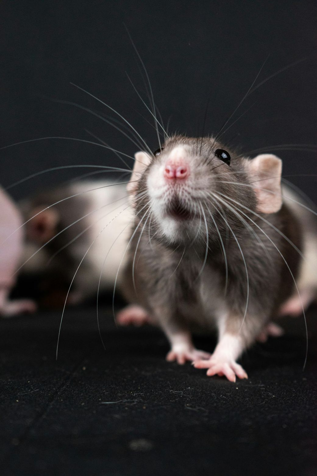 A close-up image of a curious gray rat with prominent whiskers, set against a dark background. The rat's expression is inquisitive, suggesting a playful or exploratory attitude. — Credit: Photo by Nikolett Emmert on Unsplash
