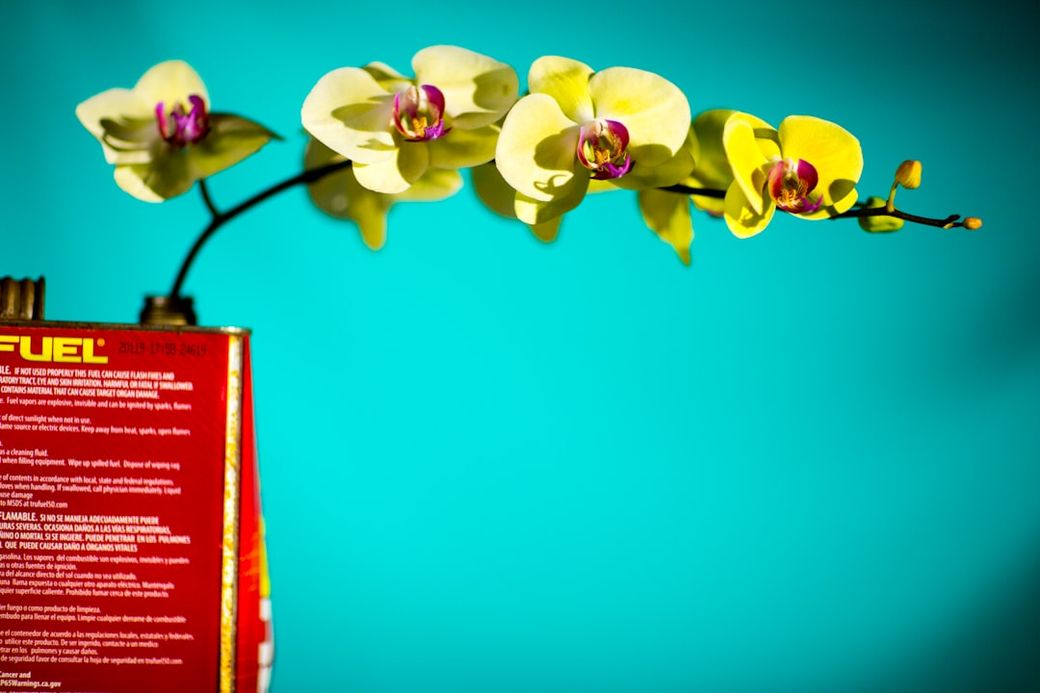 The image features a vibrant turquoise background with a branch of yellow orchids extending gracefully. A red canister labeled 'FUEL' is partially visible in the foreground, creating a striking contrast with the floral elements. — Credit: Photo by Kirk Cameron on Unsplash